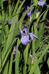 Giant blue iris